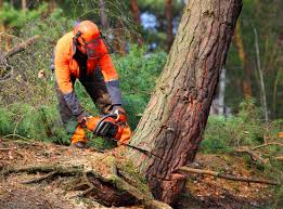 Best Emergency Tree Removal  in Fort Lee, VA