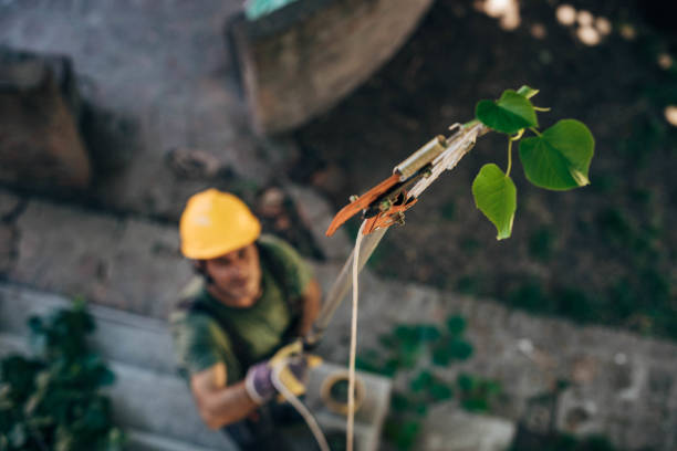 Best Utility Line Clearance  in Fort Lee, VA