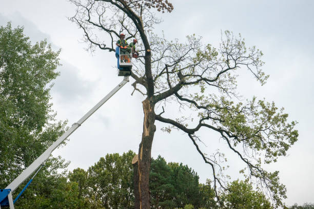 Best Utility Line Clearance  in Fort Lee, VA