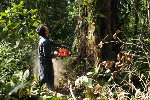 Best Tree Preservation Services  in Fort Lee, VA