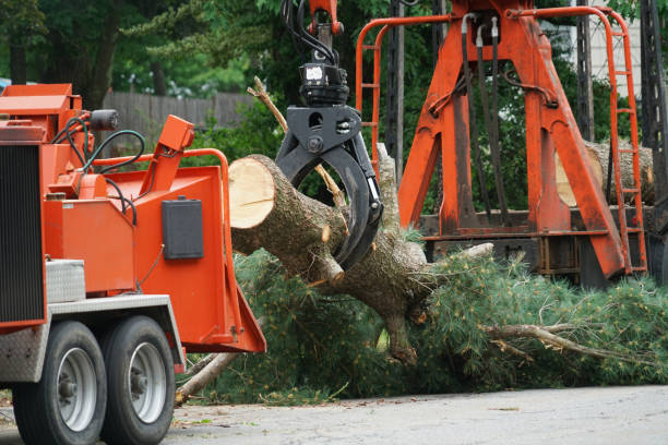Best Stump Grinding and Removal  in Fort Lee, VA
