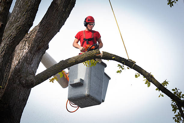 Best Commercial Tree Services  in Fort Lee, VA