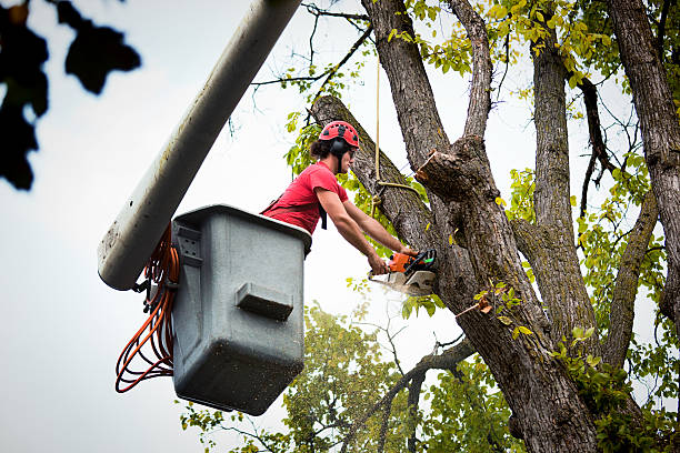 Best Emergency Tree Removal  in Fort Lee, VA